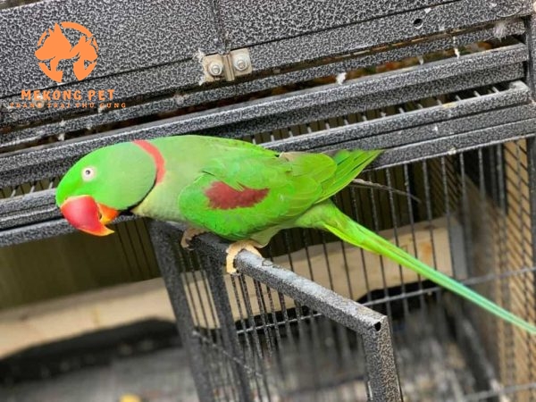 Đây là ảnh của bé vẹt xích non đã dậy thì thành công